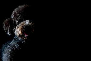 portrait partiel de l'adorable chien caniche toy noir. photo