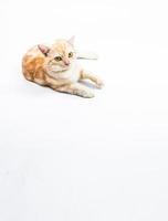 Chat american shorthair sur fond blanc photo