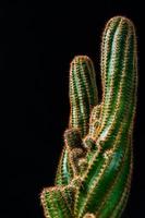 gros plan cactus sur fond noir photo