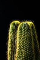 gros plan cactus sur fond noir photo