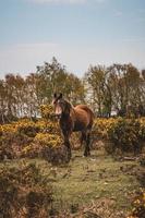 cheval sauvage brun dans la nature. photo