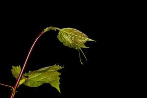 gros plan de haricots frais vigne sur fond noir photo