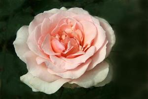 rose en pleine floraison photo