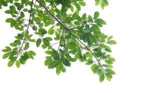 feuille verte et branches sur fond blanc photo