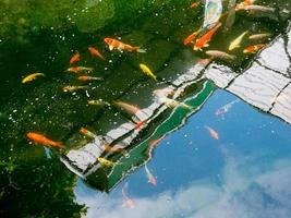 poissons koi dans l'étang de koi dans le jardin photo