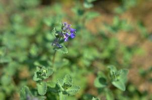 plante de menthe verte avec des couleurs vives au jardin comme arrière-plan photo