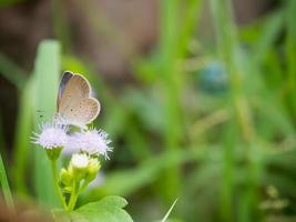 papillon gros plan sur fleur photo