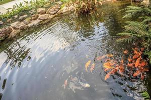 poisson koi dans l'aménagement paysager décoratif d'un étang de jardin photo