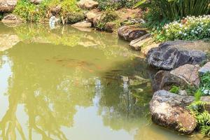poisson koi dans l'aménagement paysager décoratif d'un étang de jardin photo