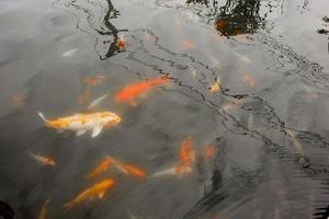 poissons koi colorés dans l'étang photo