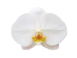 Fleur d'orchidée phalaenopsis blanc isolé sur fond blanc photo