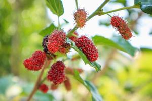 fruits frais de mûrier rouge sur une branche d'arbre photo