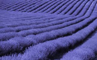 belles fleurs de lavande en rangées sur un champ de lilas, allant à l'horizon. une image tonique en violet très tendance très péri. espace de copie. photo