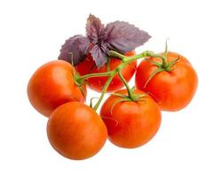 tomates sur la branche photo