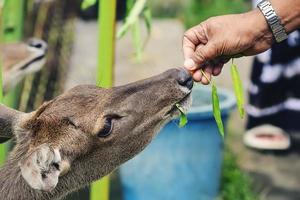 activités d'alimentation des cerfs dans les aires de conservation photo