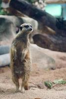 photo d'un mignon suricate