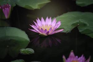 beau nénuphar rose violet ou fleur de lotus dans un étang avec réflexion sur l'eau photo