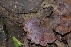 tan ganoderma lucidum est un champignon d'eau claire qui pousse sur le bois mort dans les forêts profondes. comme la phytothérapie aide les patients à se remettre de la maladie grâce à la médecine traditionnelle chinoise. photo