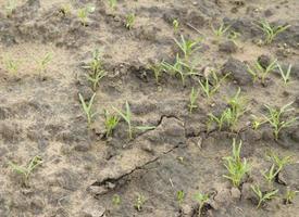 la petite gloire du matin chinoise pousse dans un sol prêt et est récoltée et remise sur le marché bientôt et pour améliorer la récolte dans le jardin de l'agriculteur à côté de ma maison comme biologique. photo