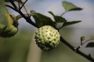 un fruit vert de pomme épine verte et de branche brun rouge. un autre nom est la trompette du diable, la trompette des anges, la cloche de l'enfer, le pricklyburr, la fleur de lune, les mauvaises herbes du diable, les mauvaises herbes de jamestown. photo