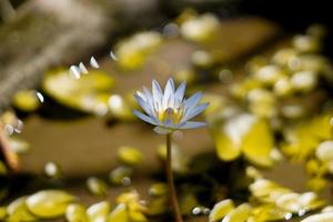 nature fond bloom fleur de lotus nénuphar plante photo