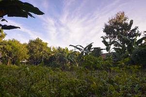 mise au point sélective sur le paysage dans un petit jardin de maïs avec de beaux nuages photo