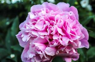 Vue de dessus de fleur rose jaune et orange dans un jardin de roses avec un arrière-plan flou photo