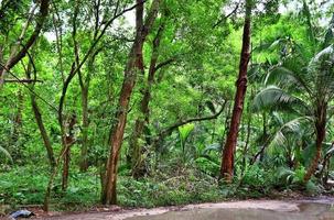 belles photos de la forêt tropicale verte à différents endroits sur les îles seychelles