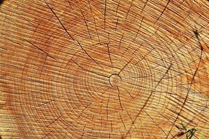 gros plan détaillé de la texture du bois de chauffage empilé avec cernes annuels photo