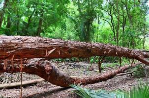 belles photos de la forêt tropicale verte à différents endroits sur les îles seychelles