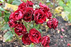 Vue de dessus de fleur rose jaune et orange dans un jardin de roses avec un arrière-plan flou photo