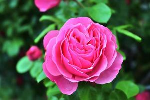 Vue de dessus de fleur rose jaune et orange dans un jardin de roses avec un arrière-plan flou photo