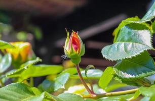 Vue de dessus de fleur rose jaune et orange dans un jardin de roses avec un arrière-plan flou photo