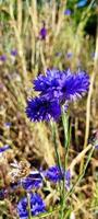 bleuets bleu vif, fleurs sauvages, bokeh photo