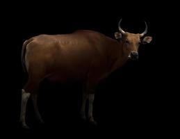 banteng dans le noir photo