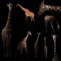 girafe se cachant dans le noir photo