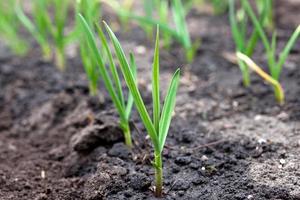 ail germé dans des lits de jardin surélevés cultivés comme culture d'hiver photo