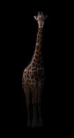 girafe se cachant dans le noir photo