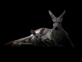 kangourou dans le noir photo