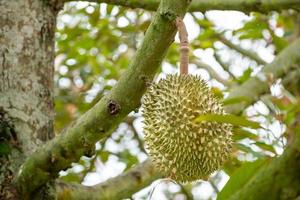 fruits durians verts biologiques frais suspendus à une branche sur un jardin d'arbres durians et un concept d'aliments sains photo