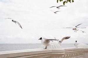 un gros plan d'une mouette sur un quai en pierre contre l'eau bleue de l'océan photo