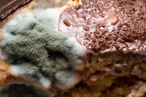 gros plan, champignon sur le gâteau. moisissure avec des spores sur un gâteau gâté et pourri photo