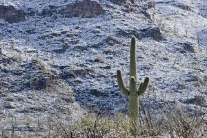 neige dans le parc national de saguaro photo