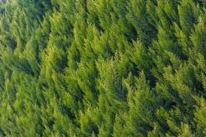 gros plan des jeunes branches de conifères vert vif sur un arrière-plan flou vert, mise au point douce photo