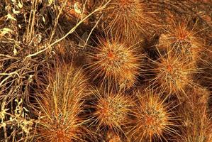 hérisson cactus photo