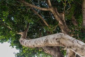 gros plan d'une belle branche de brousse fraîche avec des feuilles vertes, l'arrière-plan est flou. photo