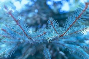 lumière du soleil du matin sur les branches de pin bleu froid. Gros plan spectaculaire forêt de pins à feuilles persistantes photo