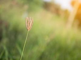 fleur d'herbe sur fond flou avec rayon de soleil photo