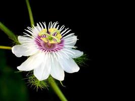 fermer une passiflore foetida l. fleur sur fond noir photo