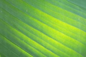 fond et texture de feuille verte de banane fraîche avec la lumière du soleil photo